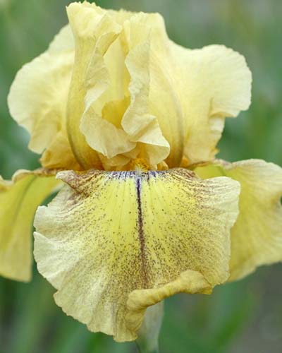 IRIS GERMANICA DESERT ECHO 25 kusov